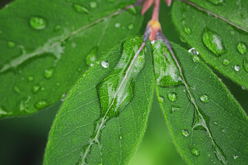 Water drops on the green leaves of the honeysuckle branch.