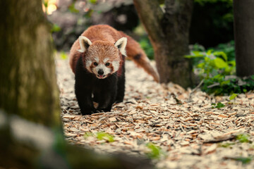 The red panda (Ailurus fulgens) is a carnivoran native to the eastern Himalayas and southwestern...