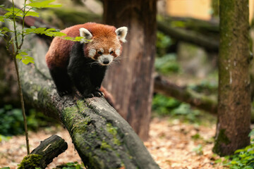 Fototapeta premium The red panda (Ailurus fulgens) is a carnivoran native to the eastern Himalayas and southwestern China. It is listed as Endangered on the IUCN Red List.