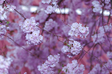 Cherry blossom