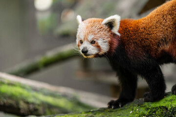 The red panda (Ailurus fulgens) is a carnivoran native to the eastern Himalayas and southwestern...