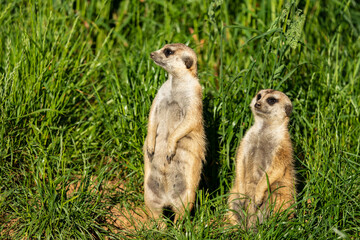 The meerkat (Suricata suricatta) or suricate is a small mongoose found in southern Africa. It is characterised by a broad head, large eyes, a pointed snout, long legs and a thin tapering tail.