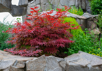 Small Beautiful Acer palmatum (palmate maple or smooth Japanese maple) leaves. Fall red maples in...