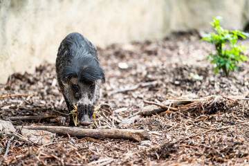 The Visayan warty pig (Sus cebifrons) is a critically endangered species in the pig genus (Sus). It...