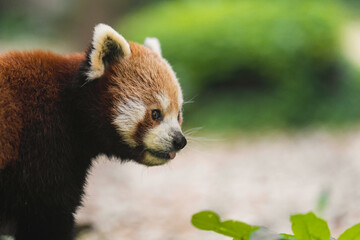 The red panda is larger than a domestic cat with a bear-like body and thick russet fur. The belly and limbs are black, and there are white markings on the side of the head and above its small eyes.