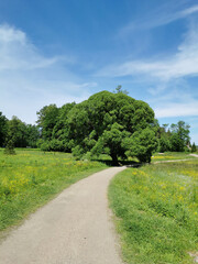 Fototapeta na wymiar Gravel road past a large tree, among wildflowers in the Monrepos Park of the city of Vyborg against the background of a blue sky with clouds.