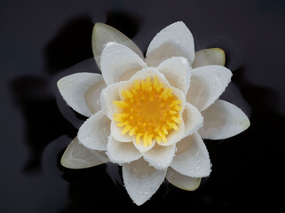 White water lily with large white flower on the surface of a lake in the Republic of Karelia, northwestern Russia