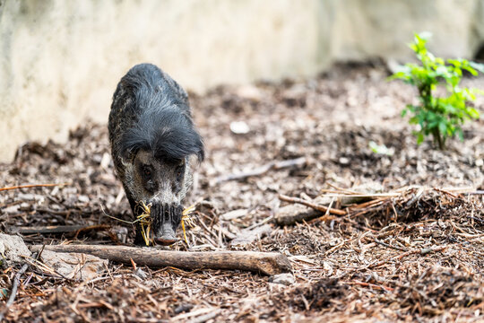 The Visayan warty pig (Sus cebifrons) is a critically endangered species in the pig genus (Sus). It is endemic to six of the Visayan Islands (Cebu, Negros, Panay, Masbate, Guimaras, and Siquijor).