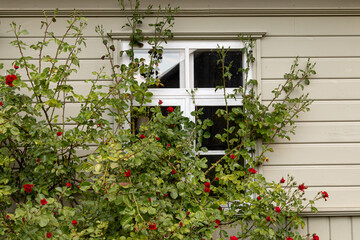 The window of the wooden house is overgrown with a beautiful rose bush