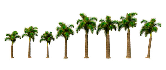3D Rendering Foxtail Palm Trees on White