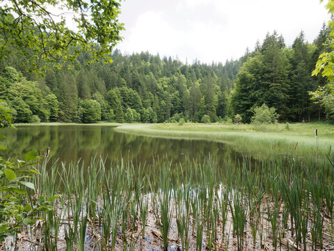 Bayerische Landschaft. Suttensee und Sutten Feuchtgebiet am Ende des Tals der Rottach, Enterrottach und Valepp. Rund um den Tegernsee