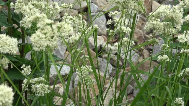 Flowers of wild snow-white wood-rush green grass (Luzula nivea)