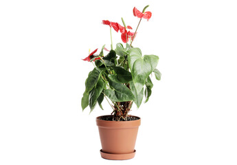 ANTHURIUM beautiful red flower isolated on white background. Flower in a pot. Indoor plant.