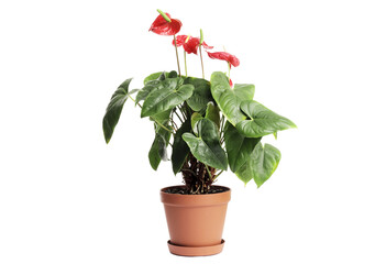 ANTHURIUM beautiful red flower isolated on white background. Flower in a pot. Indoor plant.