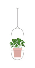 Potted plant. Green plant in cartoon style. Vector illustration isolated on white background