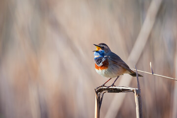 Beautiful bluethroat bird sits on a reed