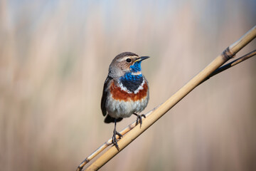Beautiful bluethroat bird sits on a reed