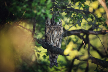 Wise bird of long-eared owl sitting on tree branch