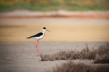Black-winged stilt bird on the lake shore