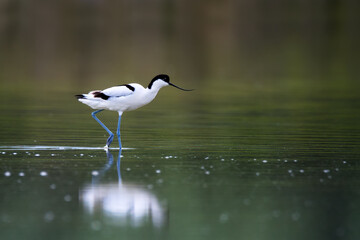 Black and white pied avocet birds with long beak on the lake