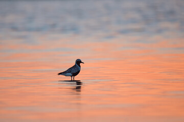 Grey or black-bellied plover bird on the lake