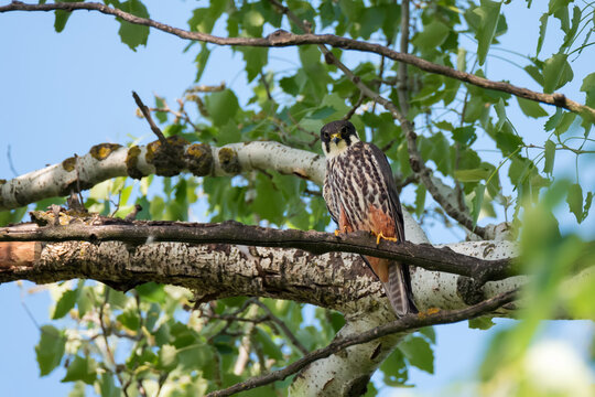 The Hobby (Falco subbuteo), wild predator bird sits on tree branch