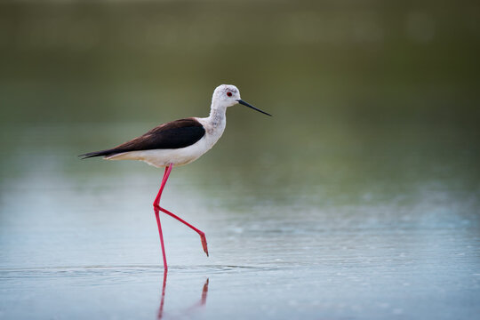 Black-winged stilt bird on the lake