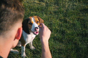 Training a beagle puppy with treats outdoors. Man shows a treat to his dog sitting on the grass lawn