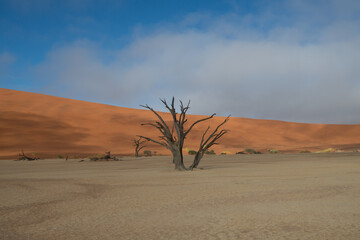 Fototapeta na wymiar Dead Valley Sossusvlei Namibia