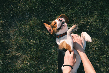 Happy beagle dog on the grass, human hands rubbing his belly. Smiling puppy chilling on the lawn, top view or overhead shot - obrazy, fototapety, plakaty
