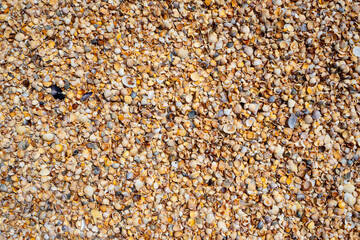 Shellstone component background. Shells texture background.