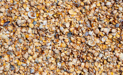 Shellstone component background. Shells texture background. Cropped.