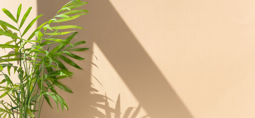 Decorative hamedorea or Areca palm in the sun against the background of a beige wall. The shadow of...