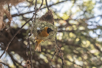 Small bird