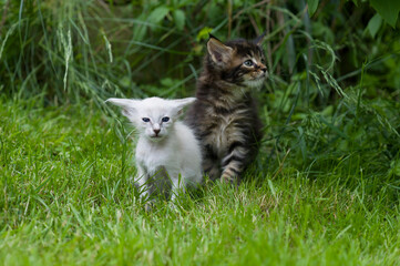 Balinesen und Maine Coon Kitten im Garten