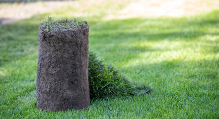 Rolled lawn for landscaping. One roll lies on the lawn on a warm summer day.