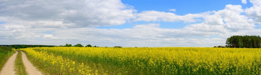 Fototapeta premium High resolution panoramic photo of rapeseed field with road to left against background of sky and sun in summer