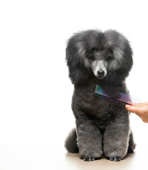 image of dog hand hairbrush white background 