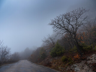 Obraz na płótnie Canvas the morning autumn forest road in the fog