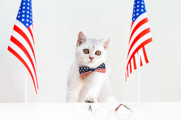 White British cat in a bow tie on the table with American flags.