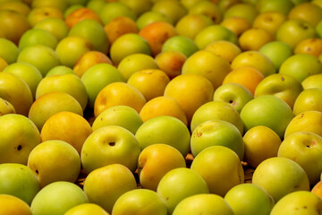 Harvested fruit of Japanese apricot (Prunus mume) in Japan in June