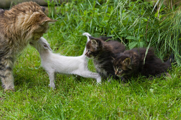 Maine Coon mit Balinese Kitten
