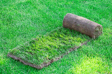 Rolled lawn for landscaping. One roll lies on the lawn on a warm summer day.