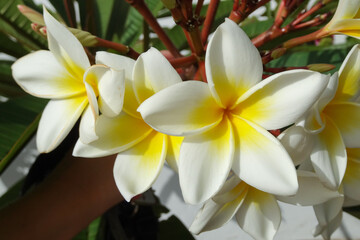 Plumeria flower blooming beautiful in sun light