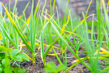 Young green homemade garlic growing in a home garden in spring
