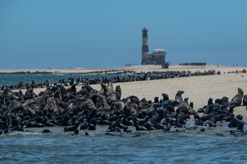 Fur seal Namibia South Africa