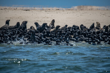 Fur seal Namibia South Africa