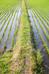 田んぼと田んぼの間のあぜ道