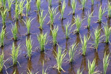 田植えが終わった田園風景