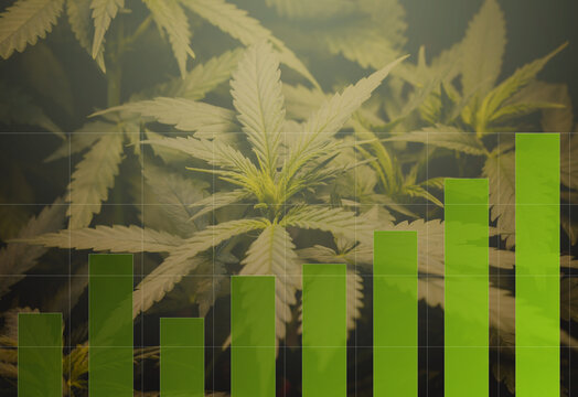 Cannabis marijuana  investment indicator graph charts. The concept of a company or stock market of marijuana exports for medical use.